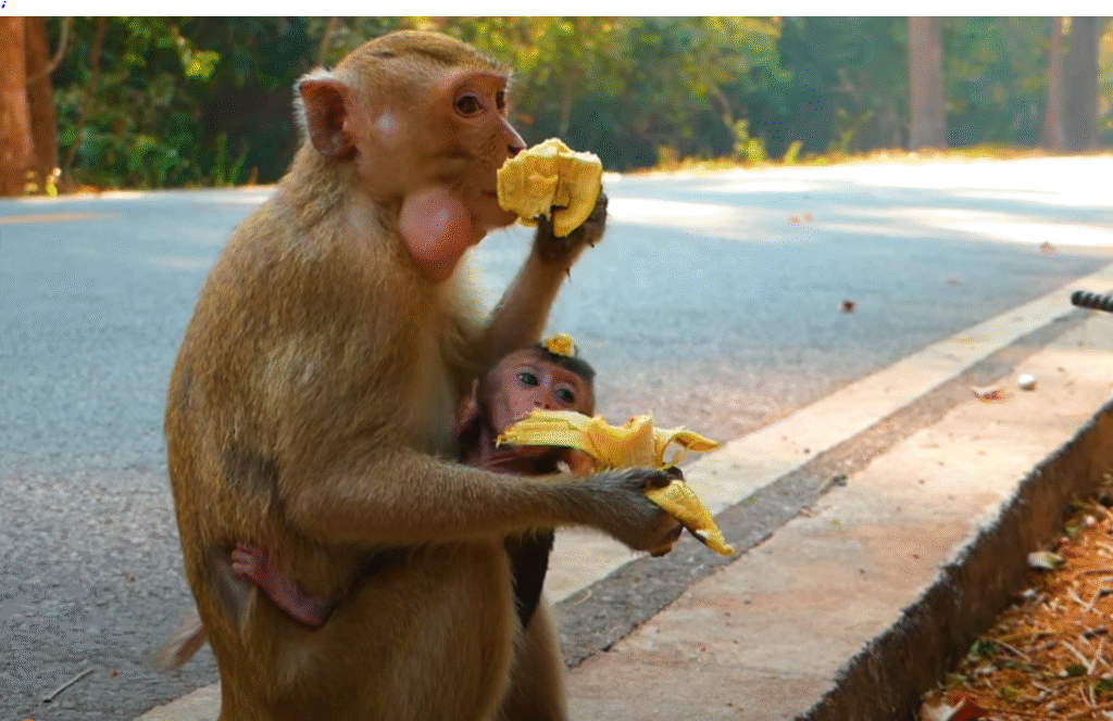 Young baby monkey rests on mother’s chest in Angkor Wat after emotional, rough interaction.