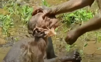 Injured baby monkey with a fishing hook stuck in her mouth, clinging to a tree root in the Angkor Wat jungle.