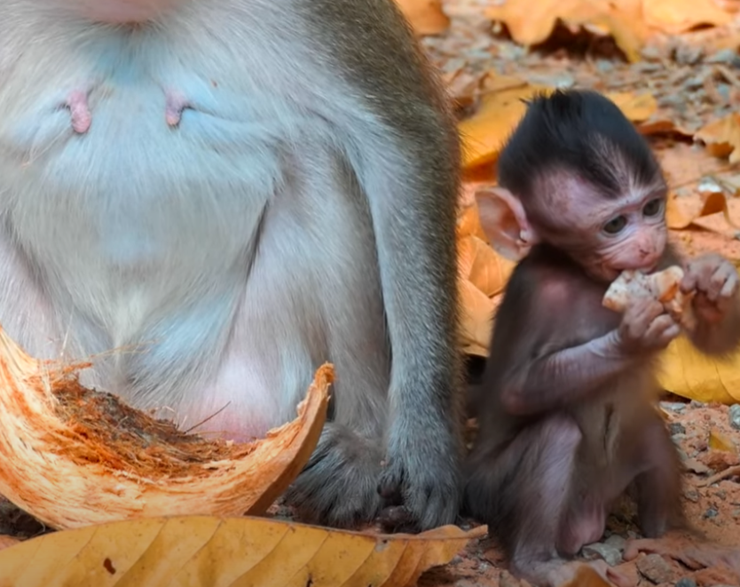 Heart-melting moment in Angkor Wat: Baby monkey Amelia cried desperately for milk—and what happened next is pure magic. A story of hunger, hope, and wild compassion 🐒❤️