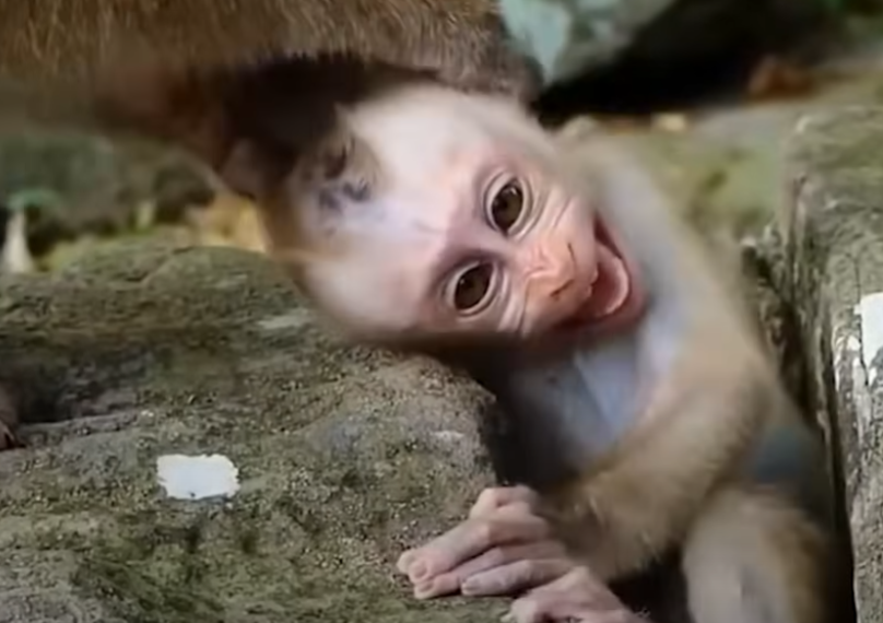 Trapped Baby Monkey Rescued by Hero Mom in Angkor Wat – Emotional Jungle Moment You Can’t Miss
