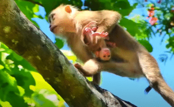 Young macaque mother Alissa grips tree branch with one hand while clutching newborn baby on high branch in Angkor Wat forest.