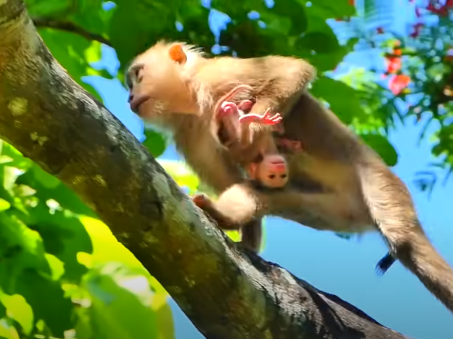 Terrifying Moment on Tree Top! Young Monkey Mom Alissa Nearly Falls Holding Her First Baby with One Hand — Watch Her Incredible Escape & Mother's Love Unfold in Angkor Forest 💔🐒