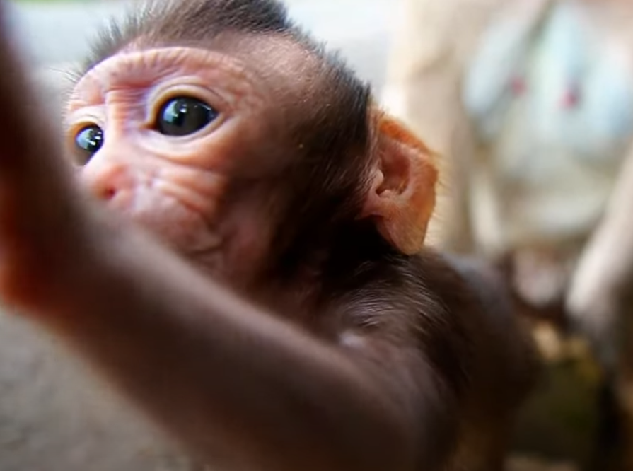 Maxwell the baby monkey melts hearts with his brave learning day in Angkor Wat—watch his adorable triumphs and emotional first lessons unfold in this powerful moment of growth. 🐒💔