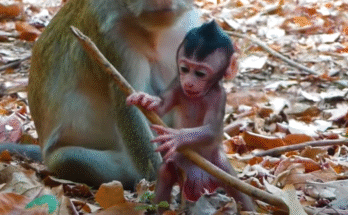 Abandoned baby monkey stares helplessly while his mother turns away in Angkor Wat forest.