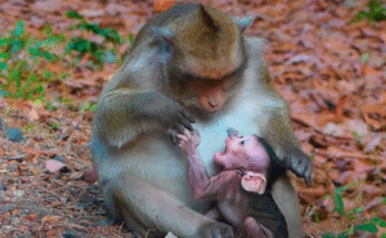 A touching scene of Mama Raya looking away as baby Nylo pleads for milk near ancient stones in Angkor Wat’s forest.