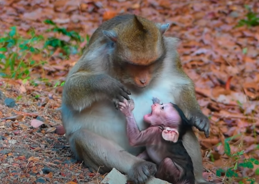 “No More Milk, My Child…” – Watch the emotional moment a mother monkey at Angkor Wat gently refuses milk, teaching her baby to survive without her help. Real tears. Real love.
