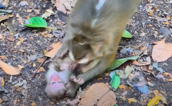 Baby monkey Lily collapsed in her mother's arms as her brother Leo watches in fear – deep in the Angkor Wat jungle.