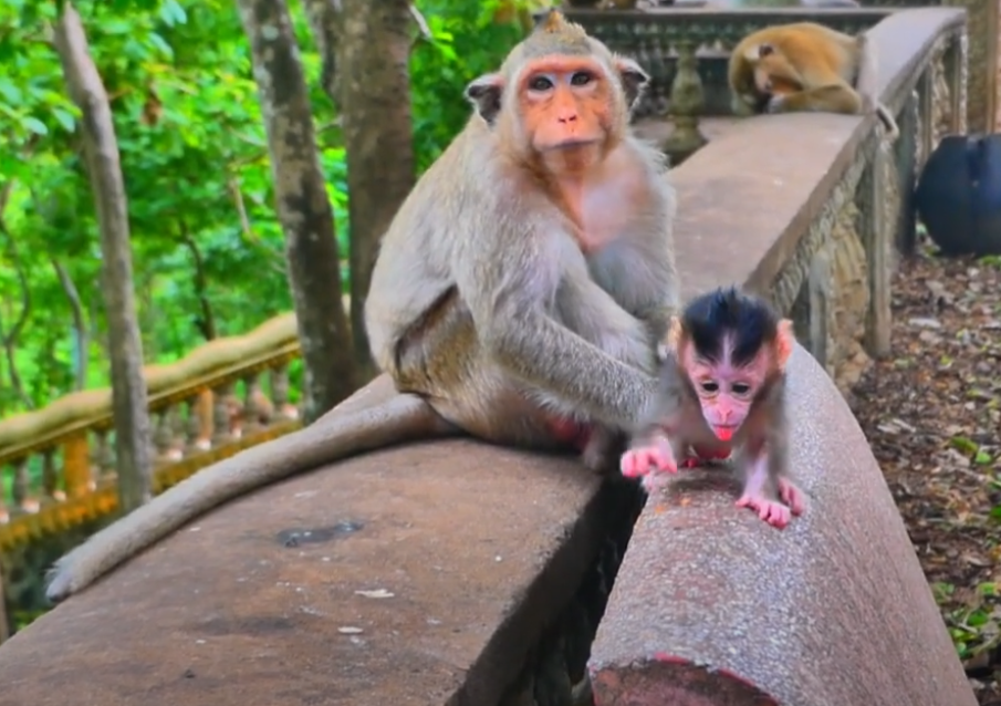 He Lost His Balance… But Gained Our Hearts 💔 Baby Monkey’s Adorable Struggle on the Fence Ends in a Tearful Embrace