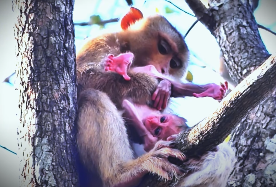 She attacked like lightning—leaping down from the trees to save her baby from danger. Watch the moment a wild mother monkey became a true hero at Angkor Wat. Emotional and unforgettable.