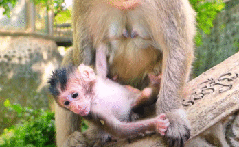 Tiny baby monkey Lumi clings to her mother Nara after a fall in Angkor Wat forest. Her eyes glisten with tears as she recovers in her mother’s arms.