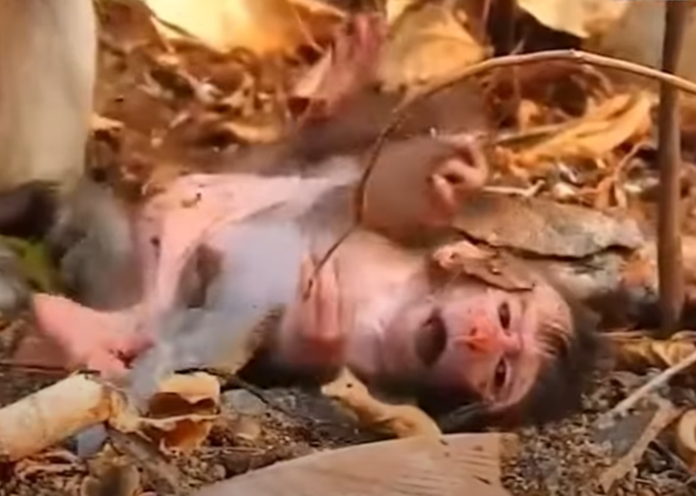You won’t believe this heart-wrenching moment at Angkor Wat—when a hungry monkey mother leaves her newborn trembling alone in the dirt. The ending will leave you speechless…