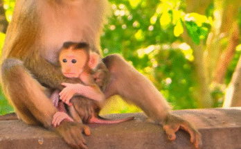 Tiny baby monkey Luna with a cigarette stuck painfully between her hand and head in Angkor Wat forest.