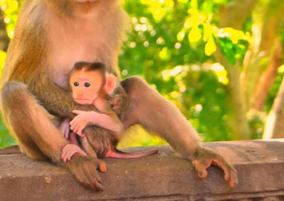 Unforgettable moment at Angkor Wat: Baby monkey Luna left in pain as a discarded cigarette gets stuck on her head. Watch how this tiny soul suffered silently—and how one gentle touch changed everything 💔🐒