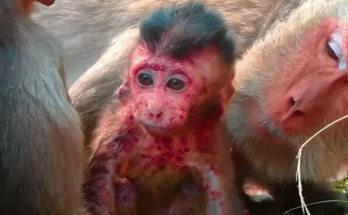 Baby monkey Mai with strange skin disease rests under mother Nari’s care in the Angkor Wat forest.