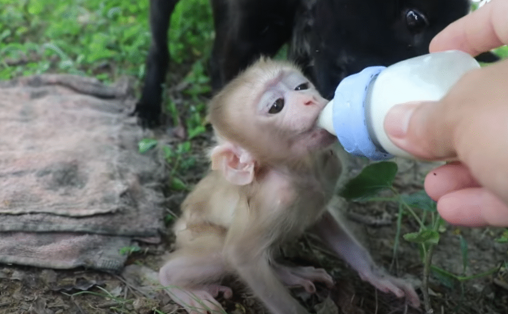 Adorable baby monkey Robby melts hearts as he enjoys a warm milk feeding followed by a banana feast—captured in the heart of Angkor Wat. Watch this emotional, uplifting moment!