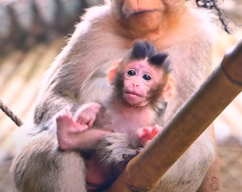 Witness the gut-wrenching moment baby monkey Luma tumbles after reaching for the wrong hand. Her fall, her mother’s scream, and what happened next will break your heart and warm it all at once.