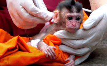 Newborn baby monkey Sabrina clings to a tree root, eyes filled with fear, waiting for a mother who will never return.