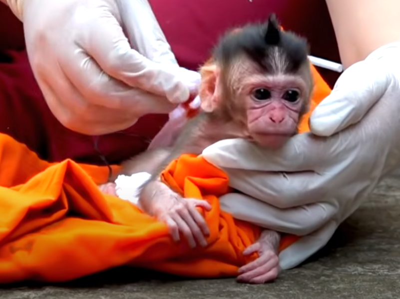 Rescued just in time, Sabrina the newborn monkey waited days for her mom. This emotional story from Angkor Wat forest will break your heart—and restore your faith.