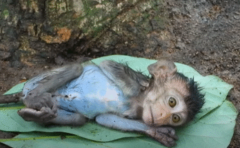 Exhausted baby monkey Mary lies weakly on the forest floor while her mother tries to comfort her, deep in Angkor Wat’s jungle