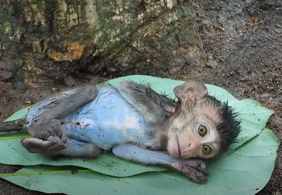 In the ancient roots of Angkor Wat, baby monkey Mary collapses from exhaustion. Her motherâs desperate attempt to save her is the most emotional thing youâll see today.