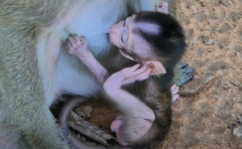 A frightened baby monkey clings tightly to her mother as they flee through the Angkor Wat forest from two men attempting to capture them.