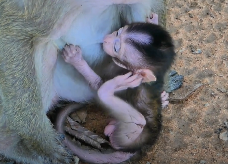 Heart-Stopping Rescue! Baby Monkey Nearly Caught at Angkor Wat Until Hero Mom Dashes Her to Safety. You Won’t Believe How Close It Was… 💔🐒