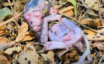 Heartbroken mother monkey holding her lifeless newborn in the forest floor of Angkor Wat, her eyes filled with quiet sorrow.