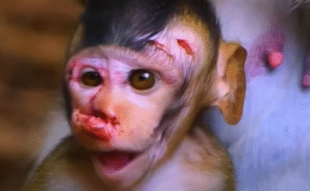 A fragile baby monkey named Milo curls alone under jungle roots in Angkor Wat, his tiny eyes searching for his missing mother.