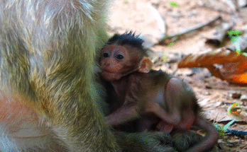 “Tiny baby monkey Braxton sits alone in Angkor Wat forest, looking tearfully into the distance after mother Brinn leaves him behind.”