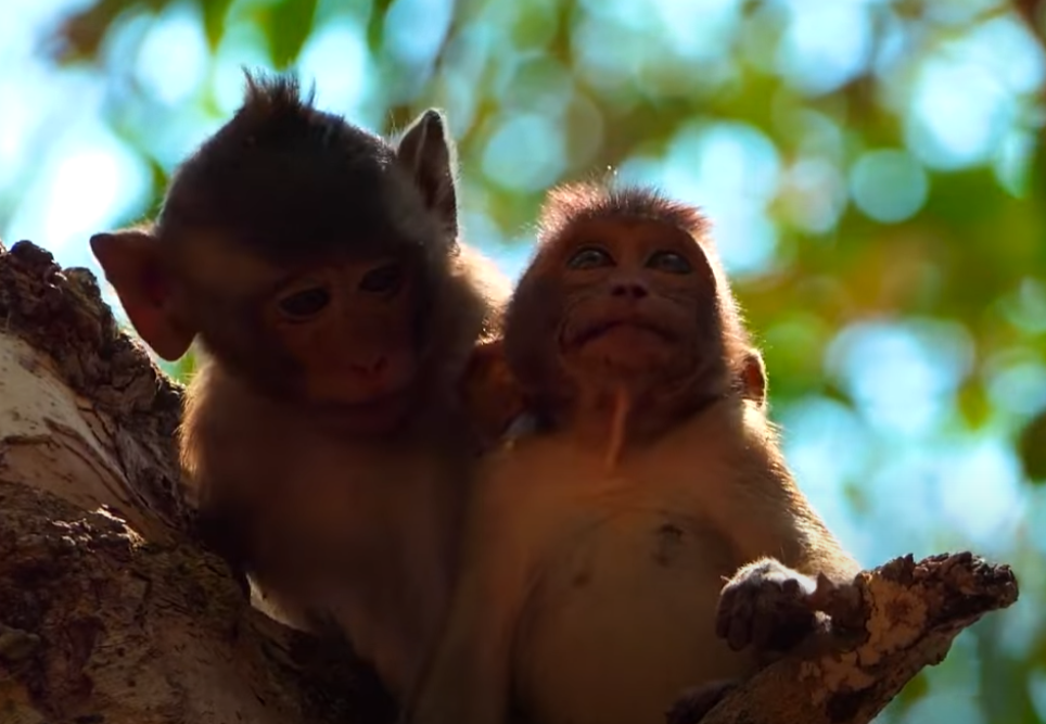Tears in the Temple: Baby Monkey Rejected by Mother in Angkor Wat – You Won’t Believe Who Comforted Him in the End 💔🐒