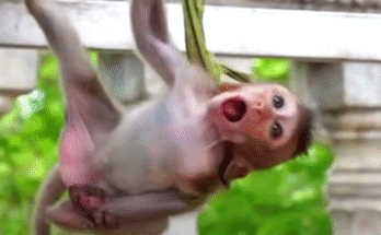 Mother monkey Soriya frantically rescues her trapped baby Luma in the forest near Angkor Wat, showing deep fear and maternal love.