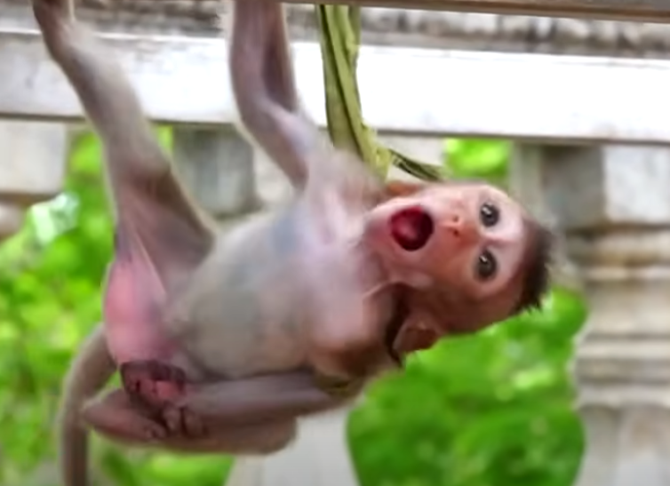 A terrified baby monkey cries as she’s trapped under forest vines—watch the heart-wrenching moment her mom does everything to save her. This emotional scene will stay with you forever.