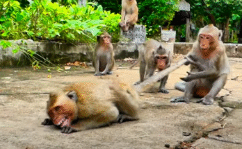 A fragile baby monkey lies alone at the base of a tree in Angkor Wat, her eyes wide with sadness and longing.