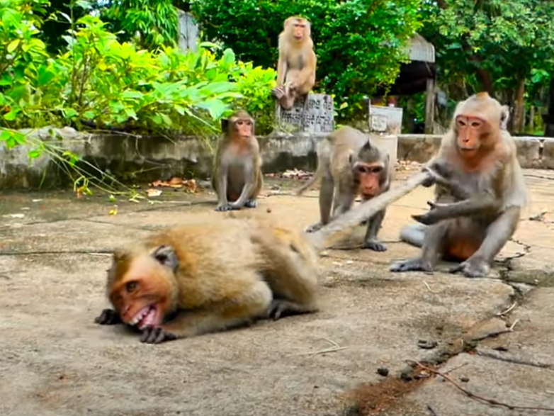 “Heartbreaking Moment – Abandoned Baby Monkey Cries Alone Near Angkor Wat. See How She Tries to Survive Without Her Mother.”
This powerful true story from Cambodia’s Angkor forest captures a tiny monkey’s silent plea for love, sparking viral emotional engagement.
