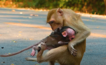Young baby monkey rests on mother’s chest in Angkor Wat after emotional, rough interaction.