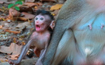 Mother monkey Anna gently protects her baby Amelia beneath Angkor Thom’s ancient jungle canopy, highlighting the raw emotion of maternal love in the wild.