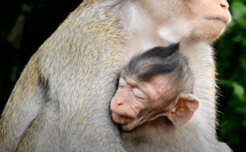 aby monkey Lizza clings to CaCa after terrifying jungle attack in Angkor forest