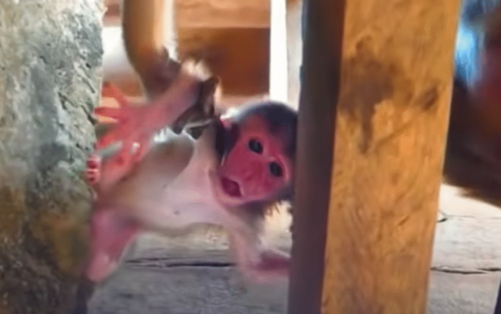 Cambodia Monkey