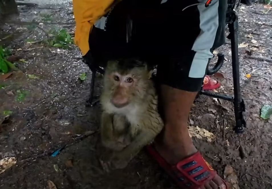 You won’t believe what happened to this baby monkey found alone and abandoned by the Carbzilla Group. Her heartbreaking search for a mother will leave you in tears—and hope. Watch now.