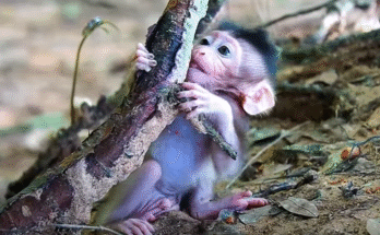 Baby monkey Braxton doing adorable stretching exercises on the forest floor of Angkor Wat, looking determined and playful.