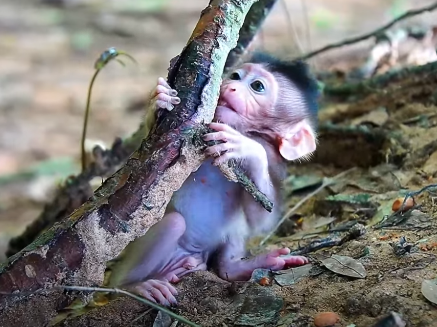 Get ready to fall in love! Baby Monkey Braxton’s funny morning workout is the cutest, most inspiring thing you’ll see today. 💖 Don’t miss this joyful moment from Angkor Wat!