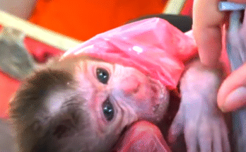 Newborn baby monkey Santa clings to her rescuer's chest after being saved in Angkor Wat's forest.