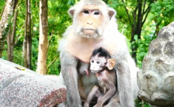 Injured mother monkey Barry tries to gently move Baby Bean away from her wound, eyes filled with pain and love.
