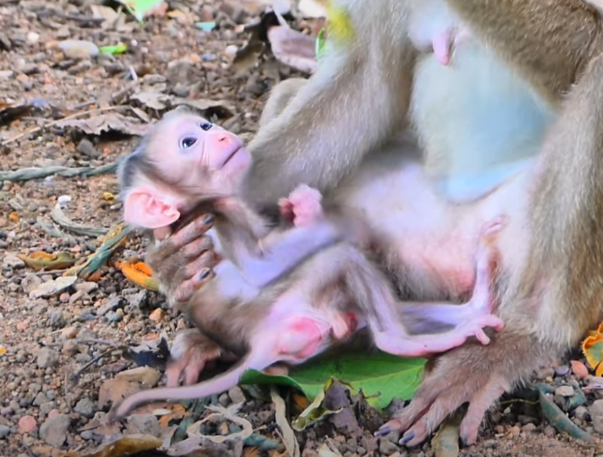 You won’t believe the love of this young monkey mom in Angkor Wat! When her baby gave up, she gave him strength. Watch this moving story of trust, motivation, and a mother’s unshakable heart.