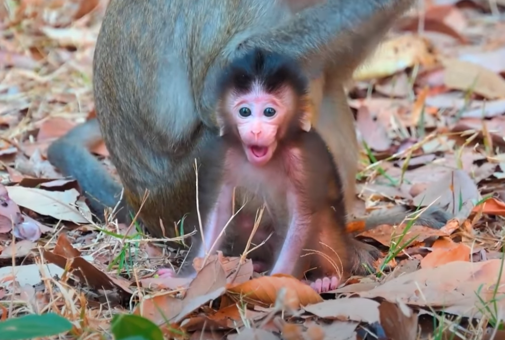 She didn’t cry. She didn’t give up. Baby Bely’s first solo tree climb left us all speechless in the Angkor forest… 🌳🐒