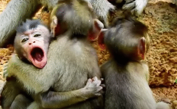 A frightened baby monkey hides behind an older female monkey as a large, intimidating male stares them down in the Angkor Wat jungle.
