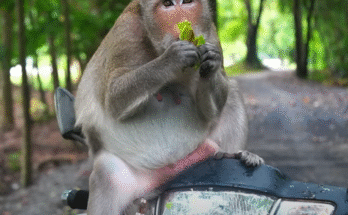 Pregnant monkey Amara cradles her belly while enjoying her favorite fruit under a tree in Angkor Wat.