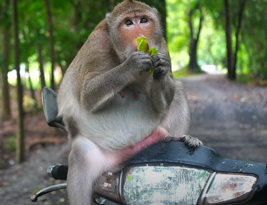 She’s pregnant and glowing… but what she really wants is star-fruit. Witness Amara’s quiet journey through motherhood in the heart of Angkor Wat. A tender, emotional story unlike any other.