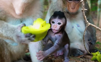 Baby Monkey Maxwell proudly learns to open a seed pod in Angkor Wat forest.