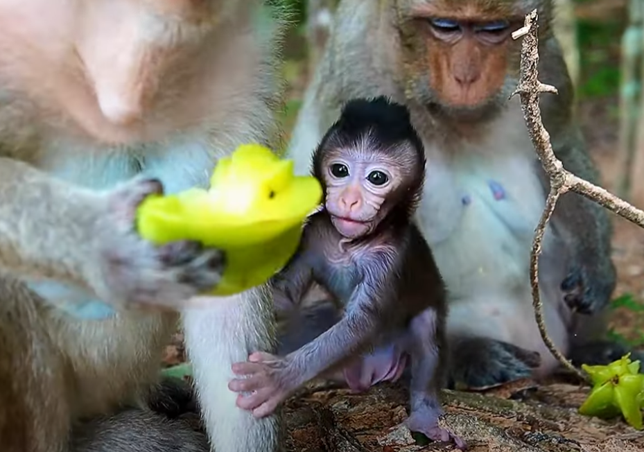 Maxwell the baby monkey melts hearts with his brave learning day in Angkor Wat—watch his adorable triumphs and emotional first lessons unfold in this powerful moment of growth. 🐒💔